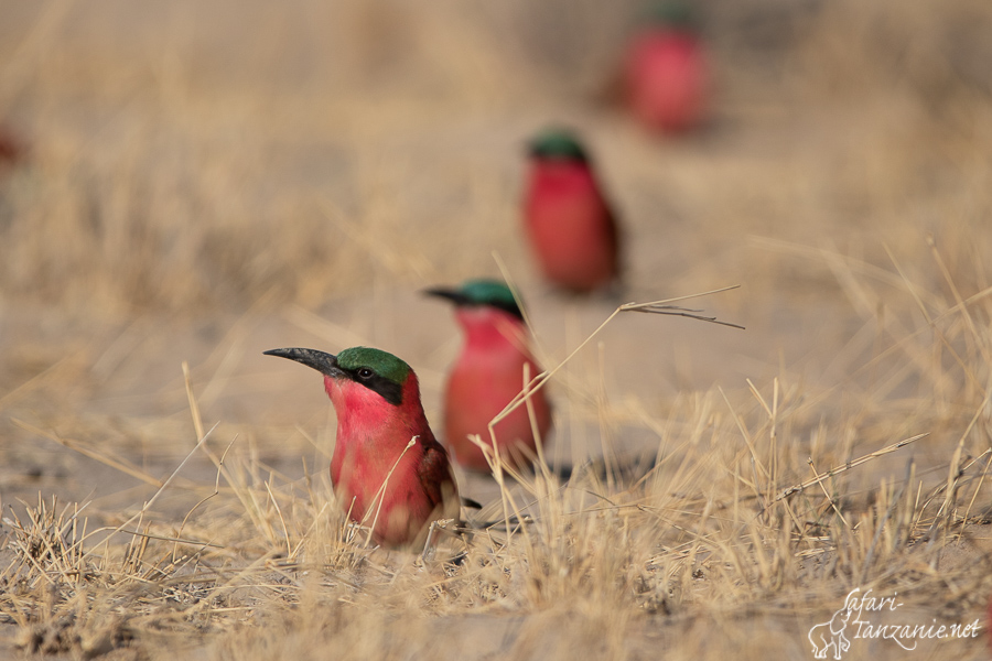 Une balade sur le Zambèze, Namibie