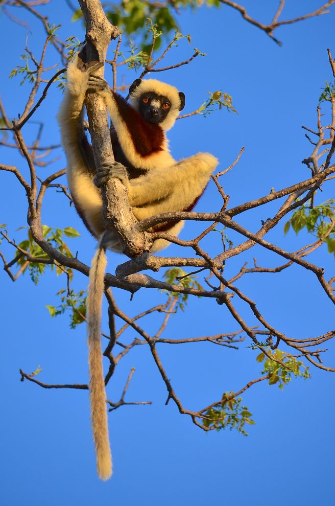 Makis et baobabs - Madagascar