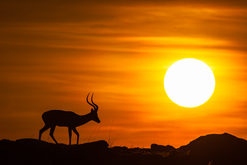 Impala du matin