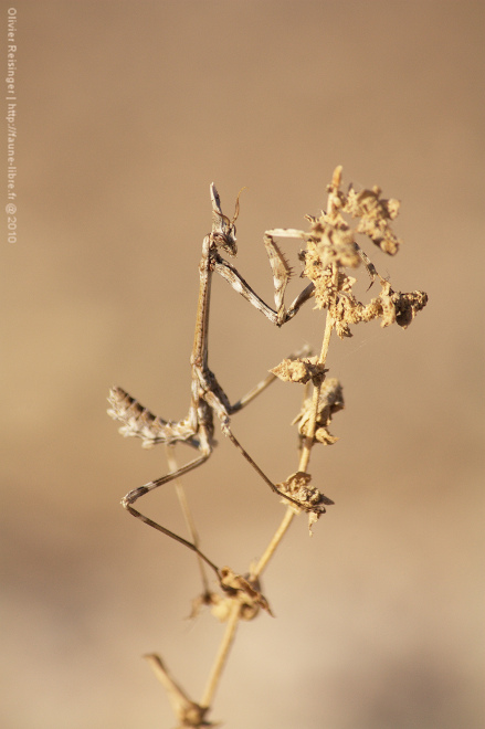 Empusa pennata juv, ou 