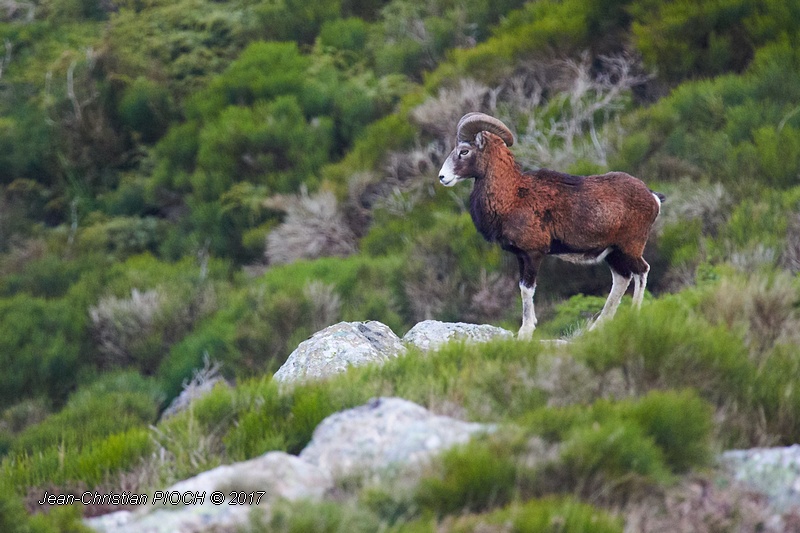 Mouflon corse