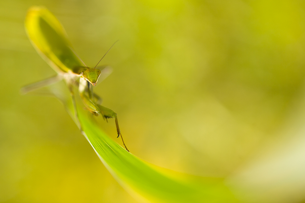 Mante religieuse - Mantis religiosa