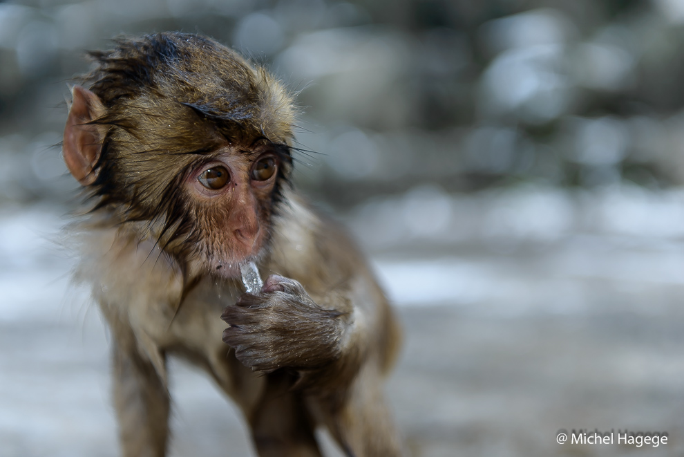 Macaque japonais - Macaca fuscata_6