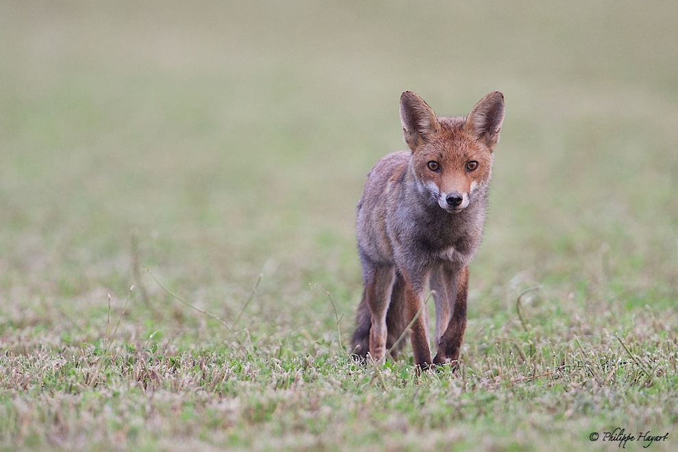 Renard roux