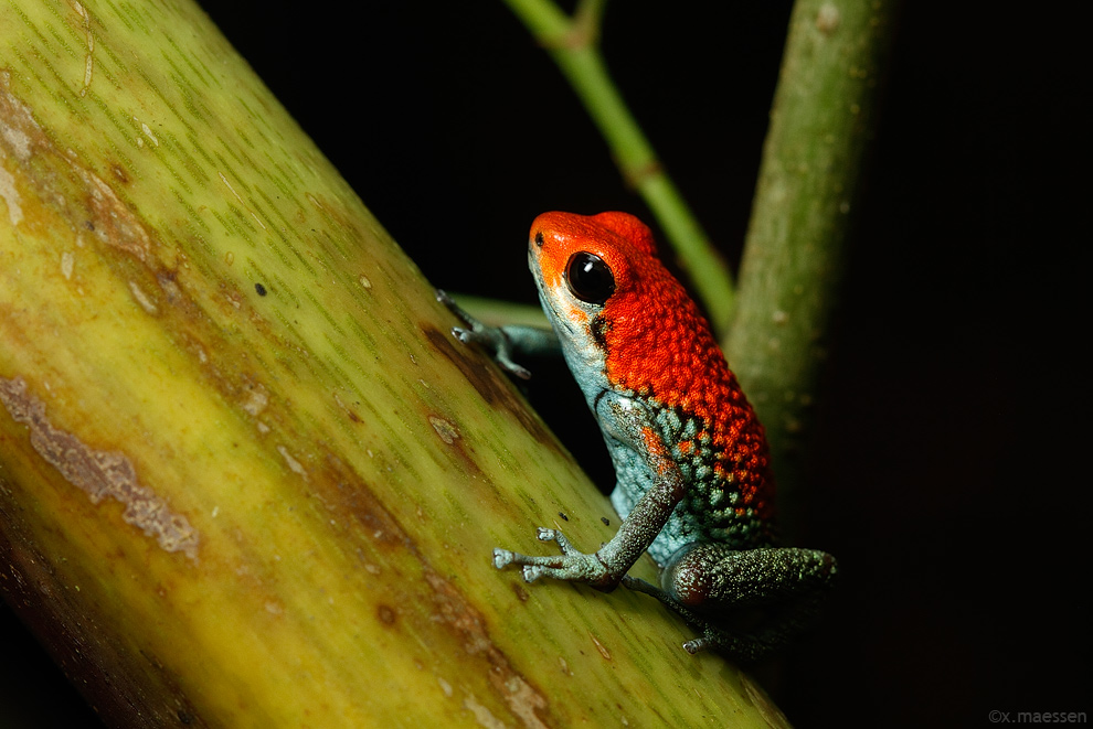 Oophaga granulifera