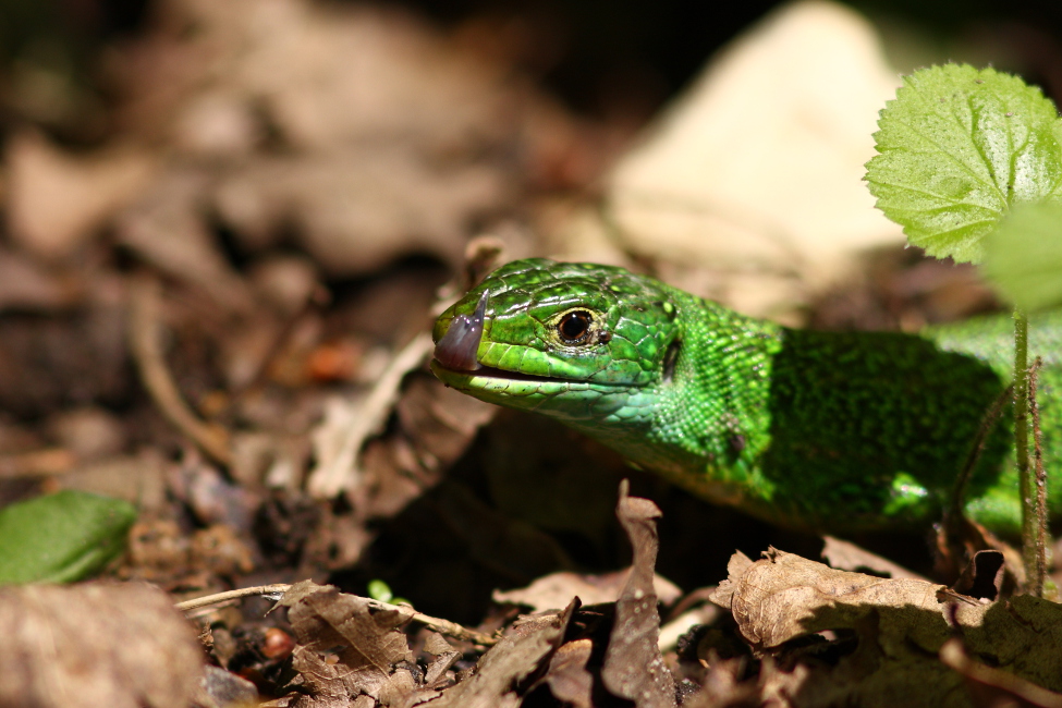 Lézard vert (Lacerta bilineata)