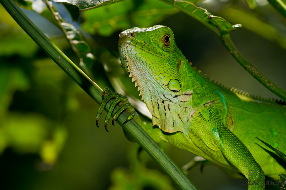 Jeune iguane vert