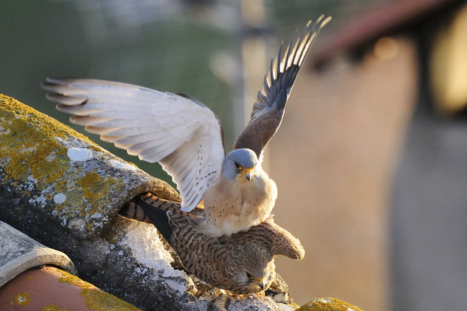Accouplement de Faucons crécerellettes (Falco naumanni)