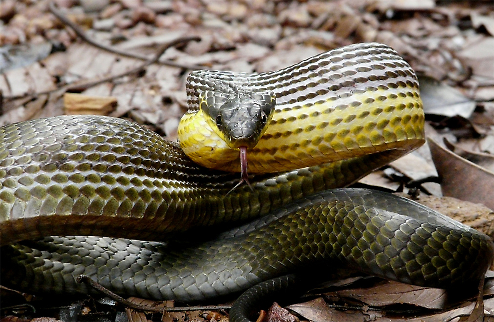 Rencontres en Guyane française